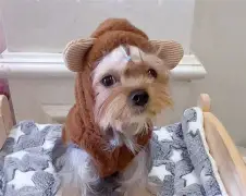 九游网页版 -蝇蚋是什么意思